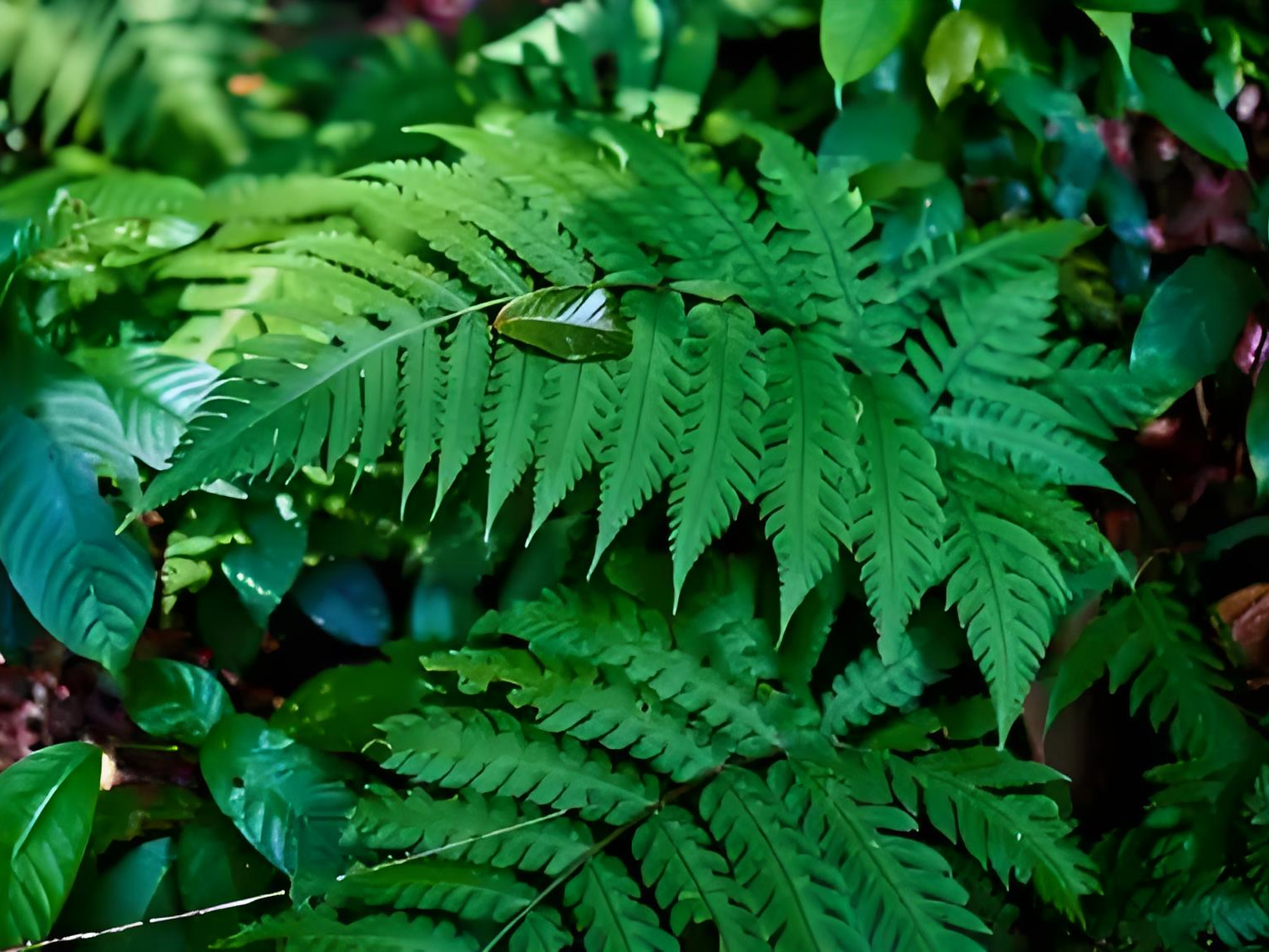 Plant Extraction